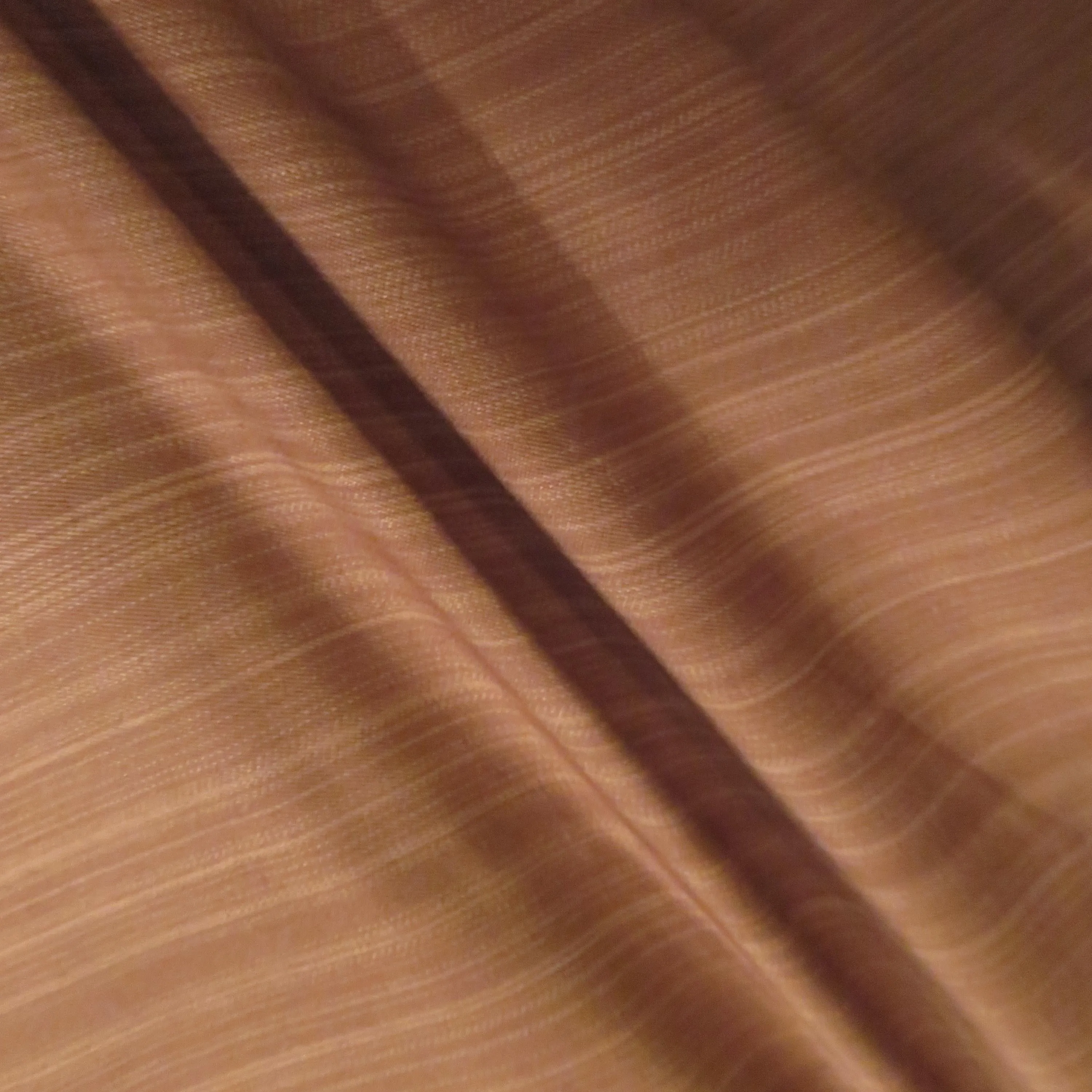 White Striped Sepia